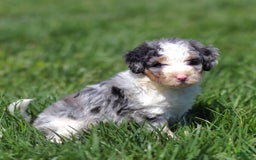 Mini Bernedoodle dogs for sale: Tate - Image 3