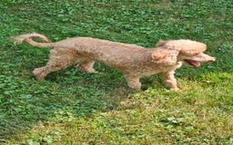 Miniature Poodle dogs for sale: Glory - Image 4