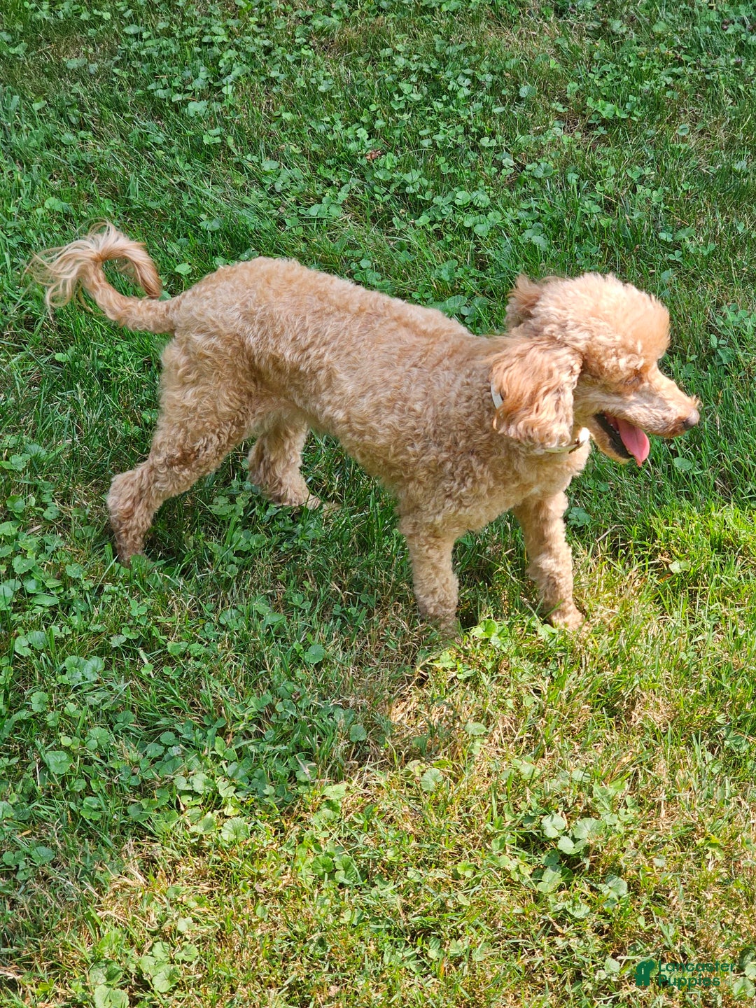 Miniature Poodle dogs for sale: Glory - Image 4