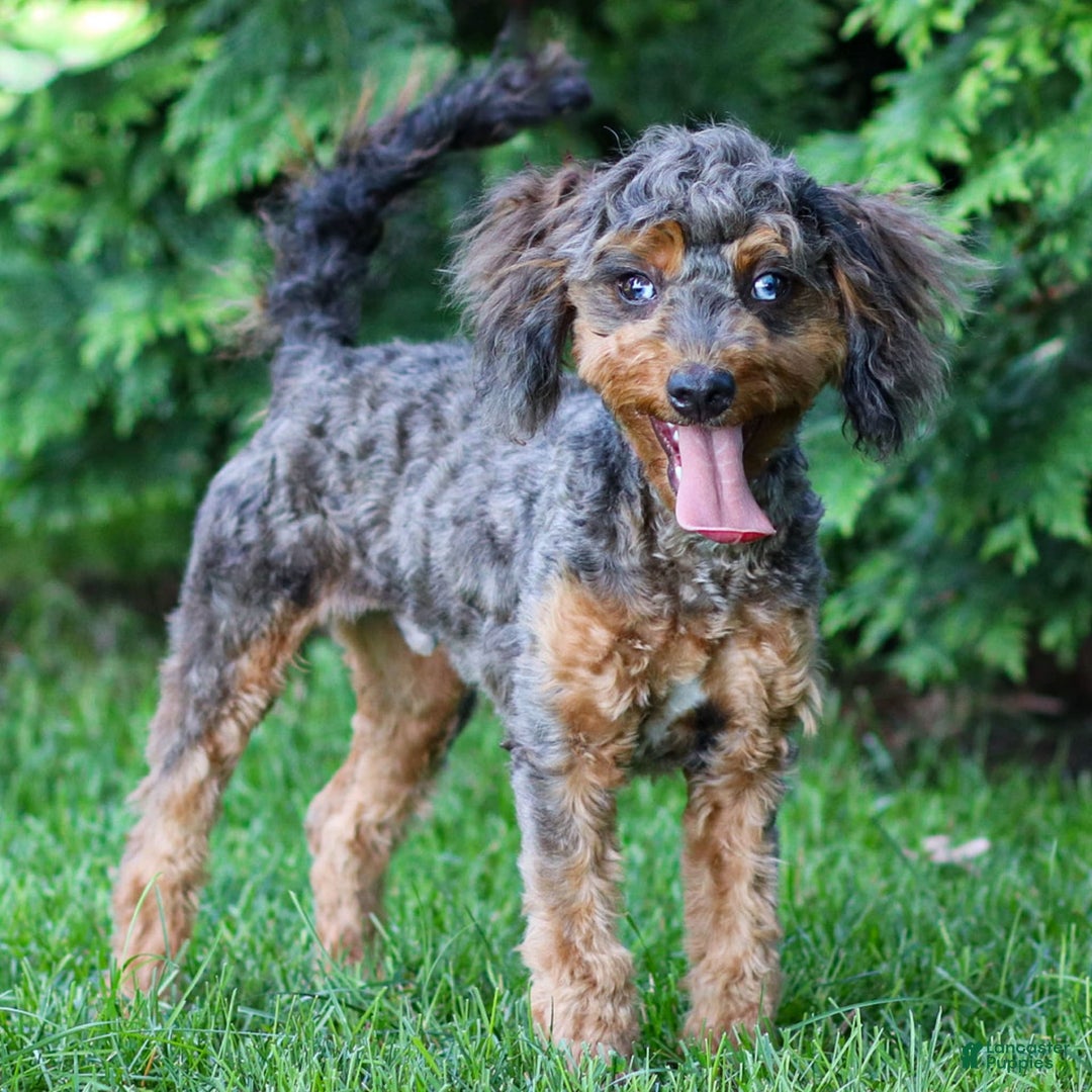 Cavapoo dogs for sale: Mufasa - Image 2