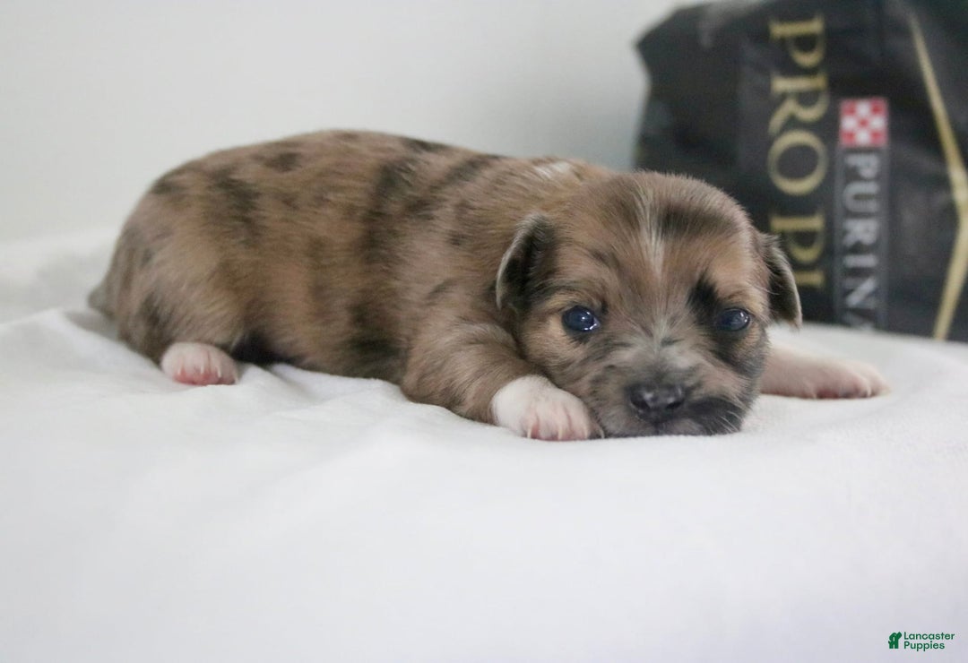 Chihuahua dogs for sale: Finn - Image 5