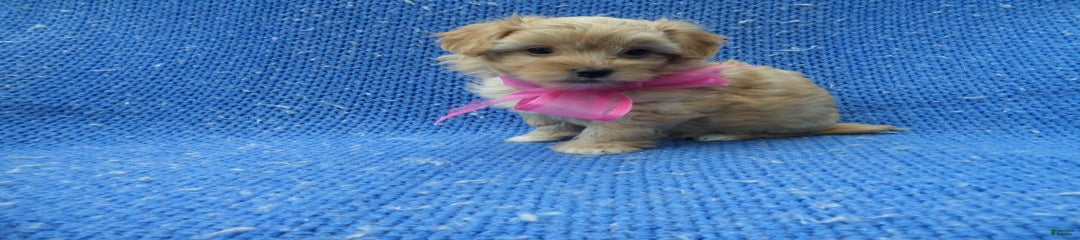 Pommy