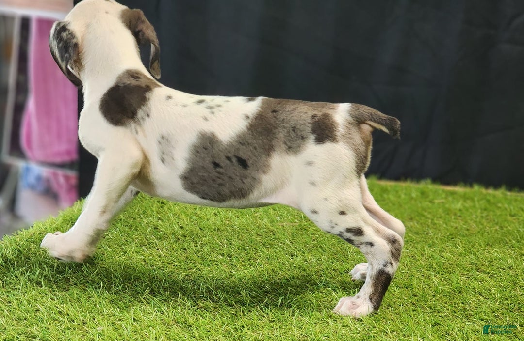 Catahoula Leopard Dog dogs for sale: Diamond 2025 F3 - Image 21