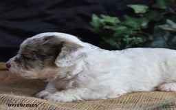 Cavapoo dogs for sale: Anneka - Image 2
