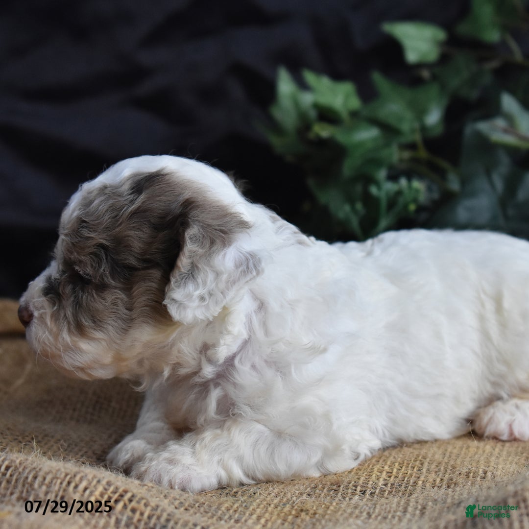 Cavapoo dogs for sale: Anneka - Image 2