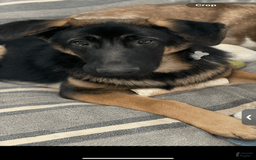German Shepherd dogs for sale: Daisy - Image 9