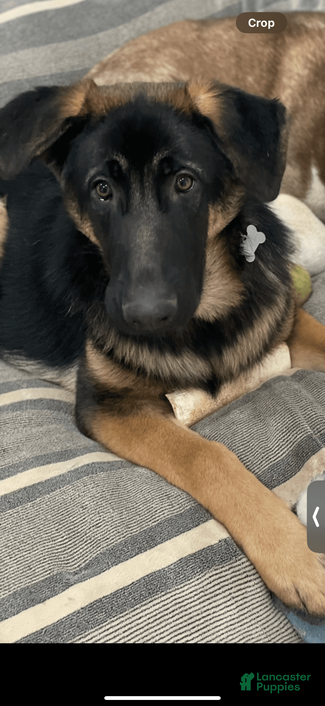 German Shepherd dogs for sale: Daisy - Image 9