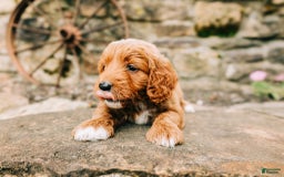 Cavapoo dogs for sale: Leia - Image 2