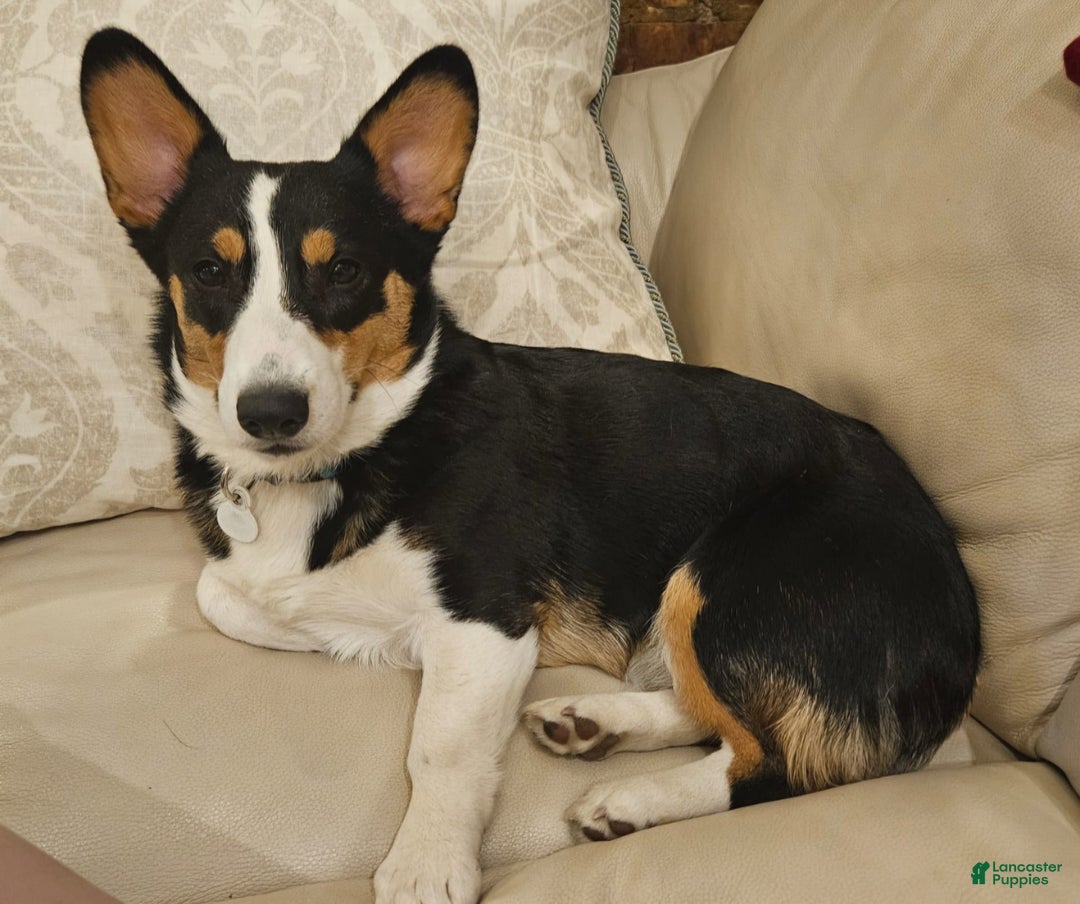 Welsh Corgi Pembroke dogs for sale: Cleopatra - Image 9