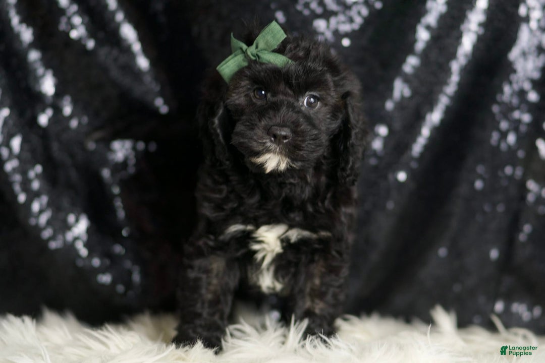 Cavapoo dogs for sale: Riddle - Image 4
