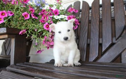German Shepherd dogs for sale: Judy - Image 3