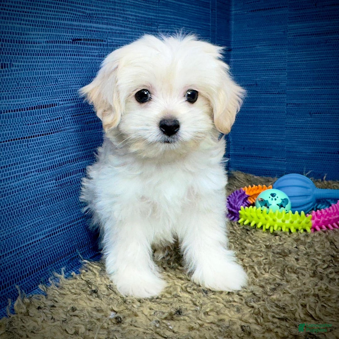 Shihpoo dogs for sale: Cedric - Image 17