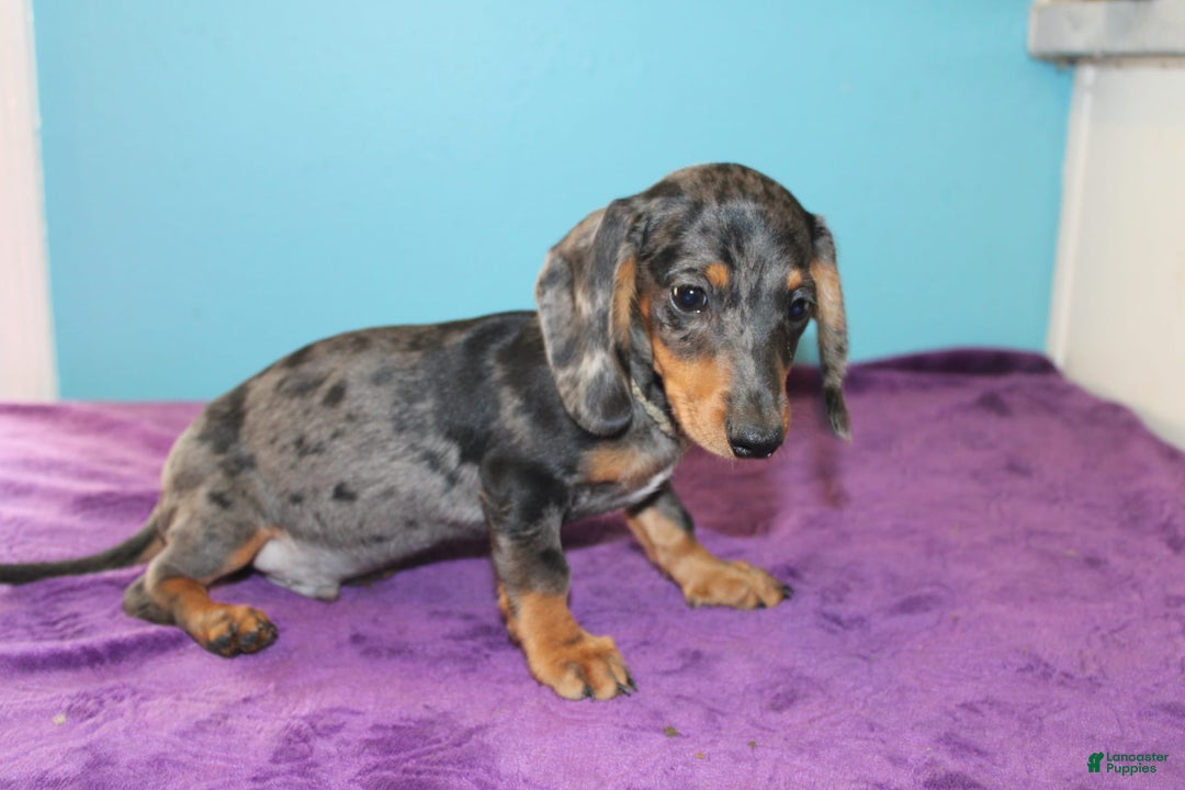 Dachshund dogs for sale: Teddy Mini - Image 7
