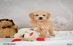 Bichpoo dogs for sale: Dillon - Image 5