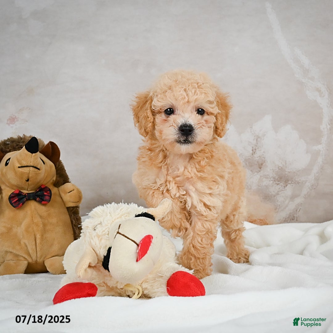 Bichpoo dogs for sale: Dillon - Image 5