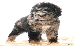 Cockapoo dogs for sale: Bo Jangles - Image 7