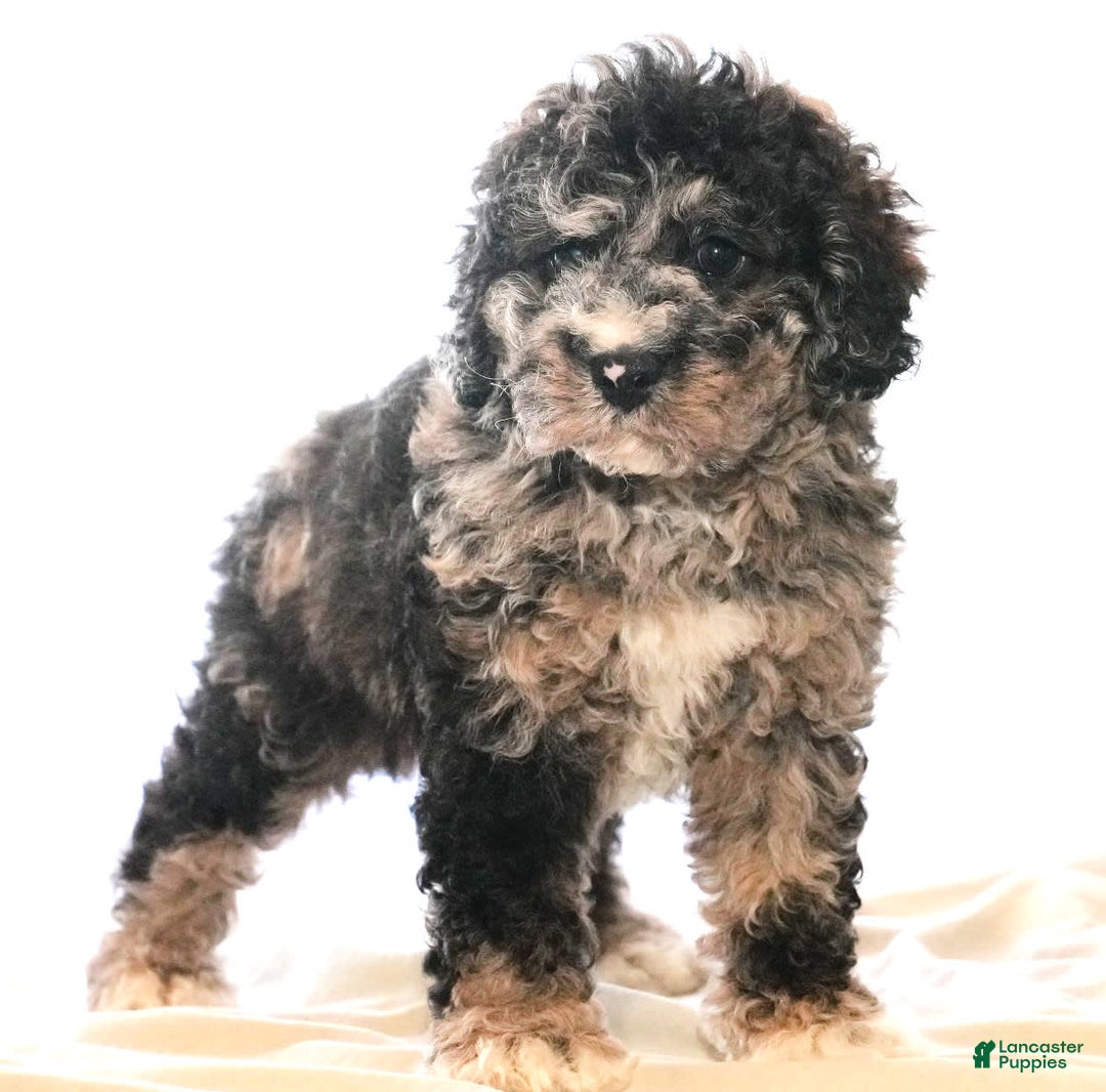 Cockapoo dogs for sale: Bo Jangles - Image 7