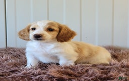 Miniature Dachshund dogs for sale: Rollie - Image 8