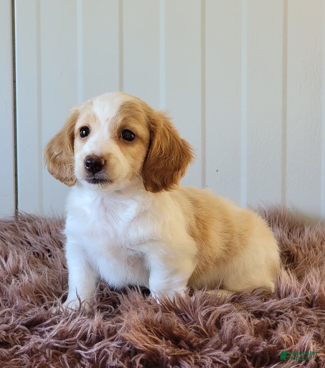 Miniature Dachshund dogs for sale: Rollie - Image 8