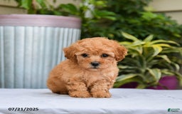 Toy Poodle dogs for sale: Lucy - Image 4