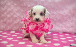 Cavapoo dogs for sale: Forky - Image 18