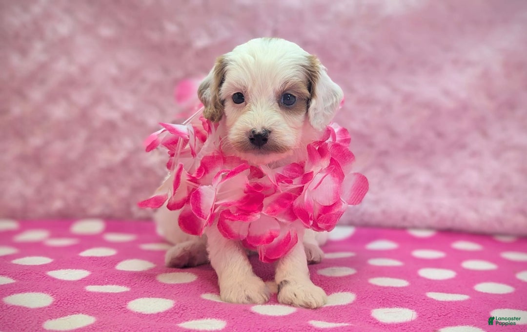 Cavapoo dogs for sale: Forky - Image 18