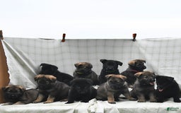 German Shepherd dogs for sale: Jubilee - Image 2