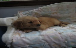 Golden Retriever dogs for sale: Twinkie - Image 22