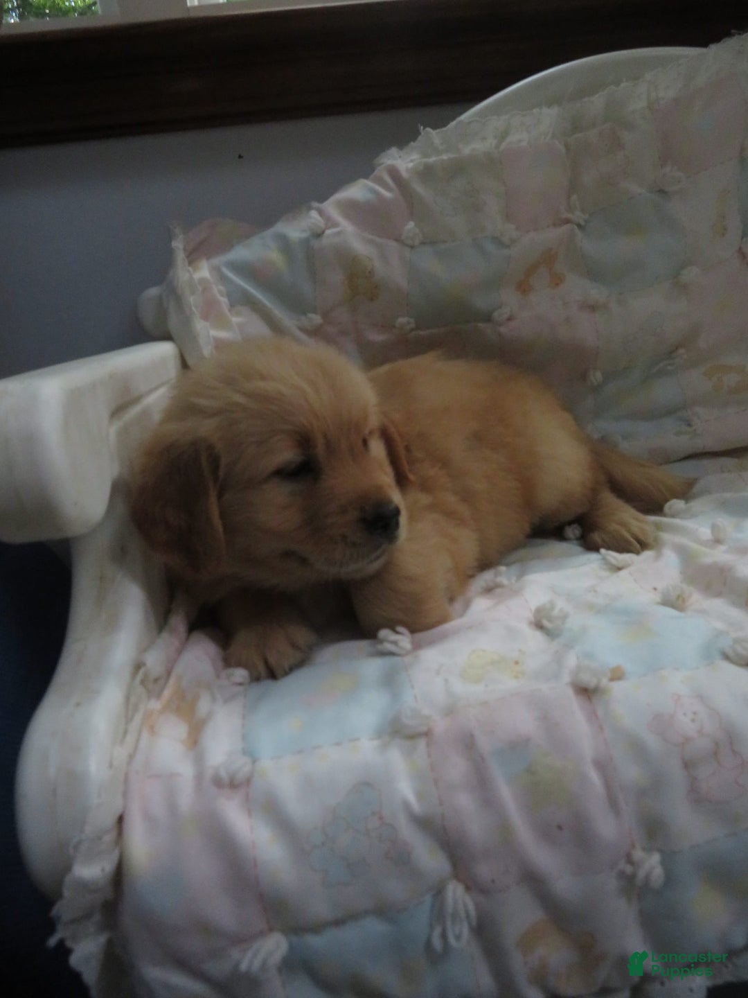 Golden Retriever dogs for sale: Twinkie - Image 22