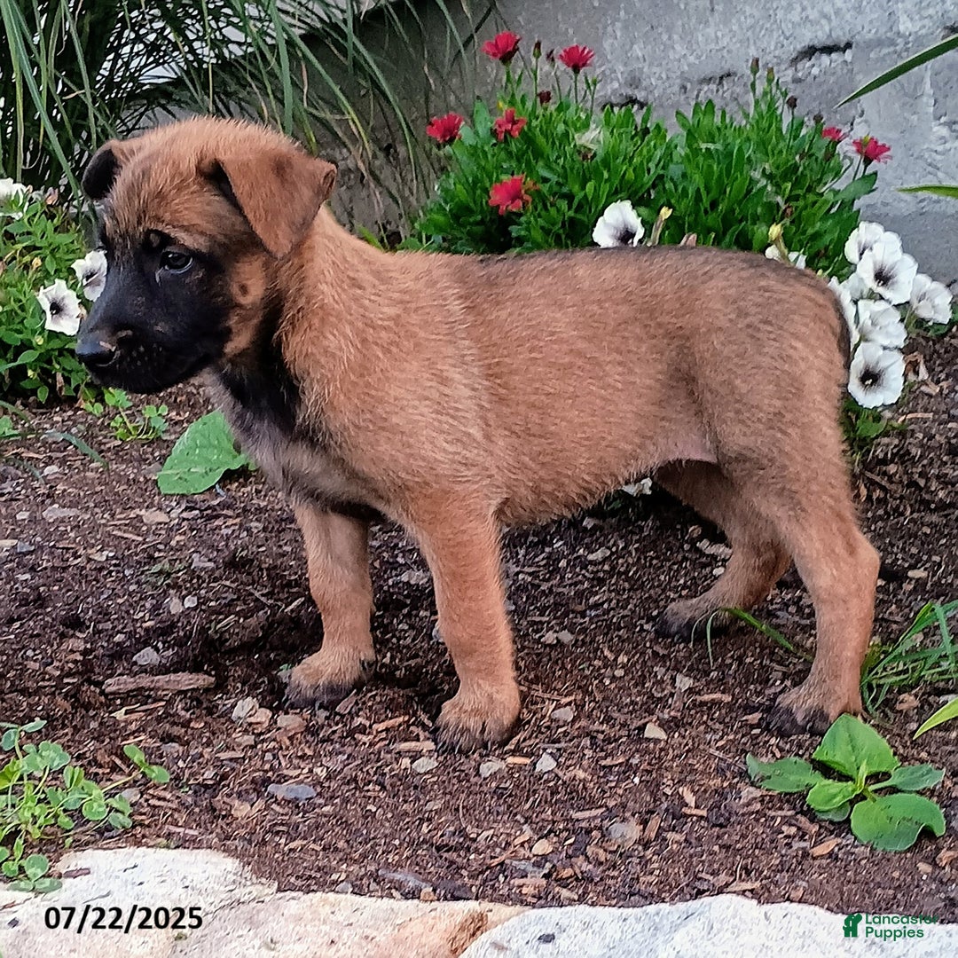 Belgian Malinois dogs for sale: Josie - Image 1
