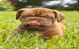 Dogue De Bordeaux dogs for sale: Green Female - Image 10
