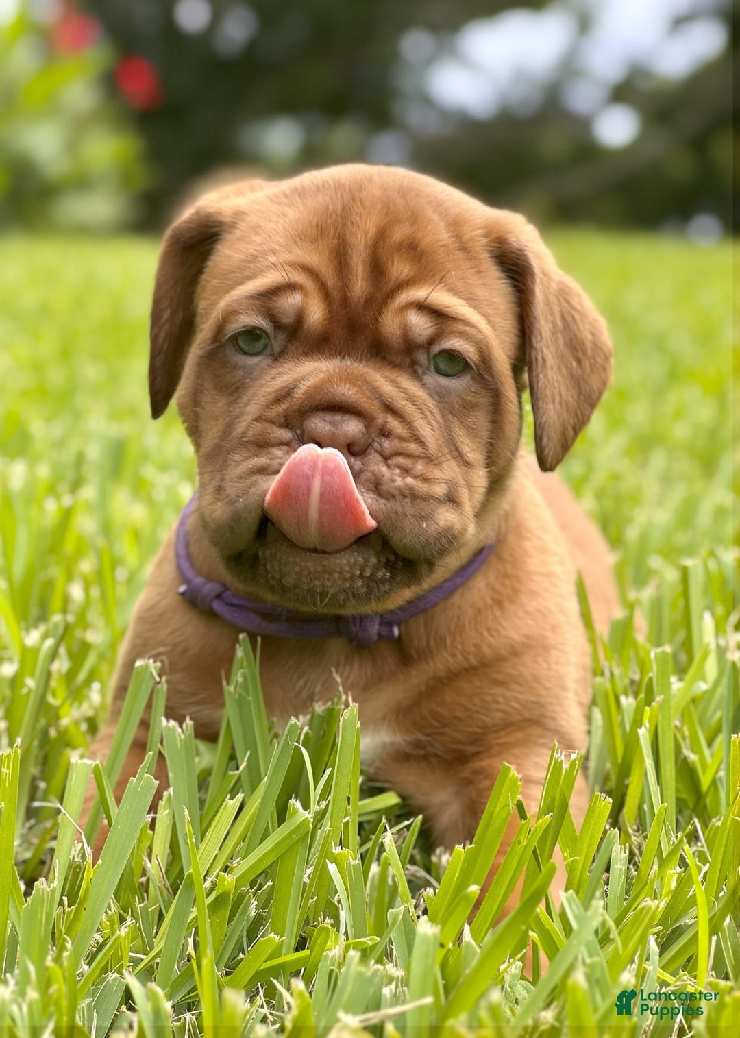 Dogue De Bordeaux dogs for sale: Green Female - Image 10