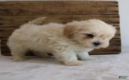 Teddy Bear dogs for sale: Keesha - Image 2