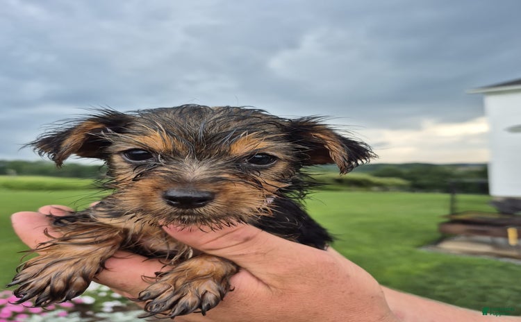 Yorkshire Terrier dogs for sale - Ad 4