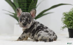 French Bulldog dogs for sale: French Bulldog 5 puppies - Image 6