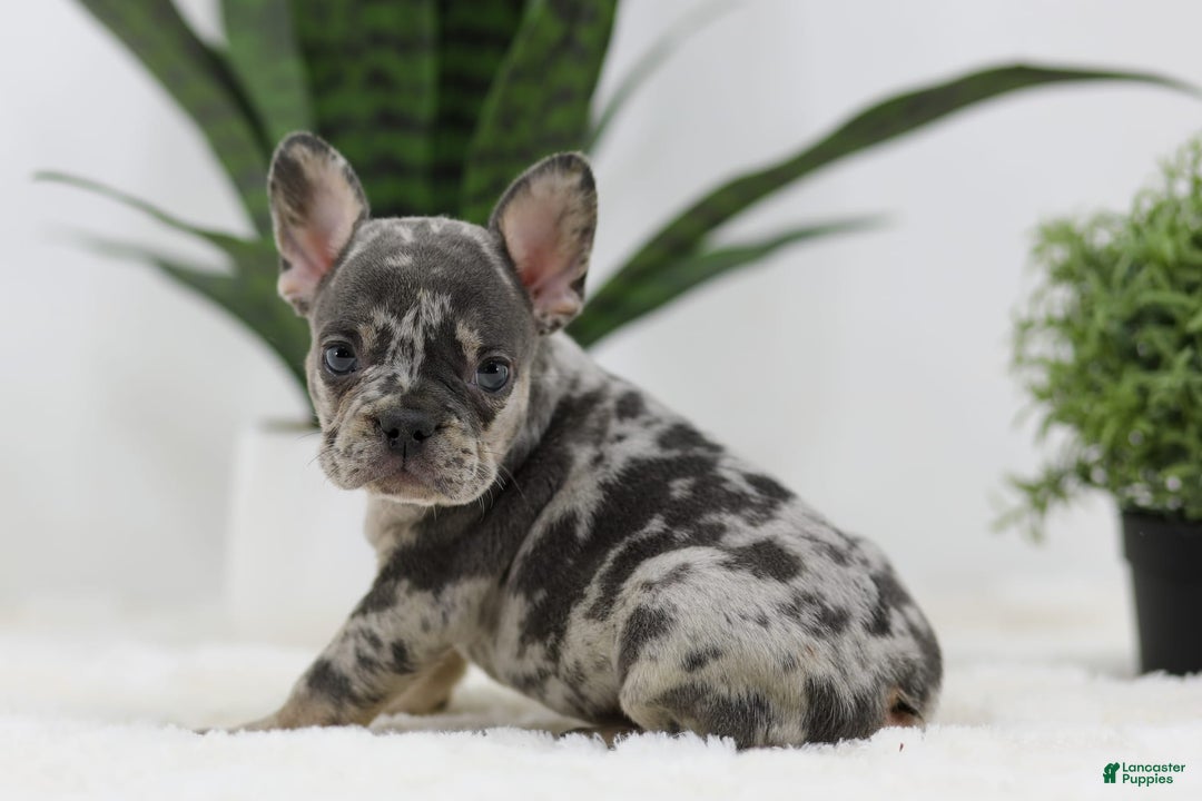 French Bulldog dogs for sale: French Bulldog 5 puppies - Image 6