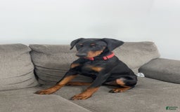 Doberman Pinscher dogs for sale: Freya - Image 1