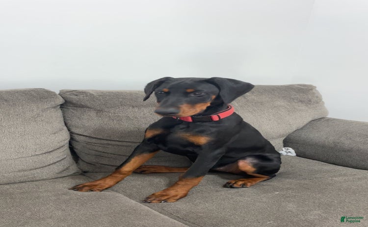 Doberman Pinscher dogs for sale - Ad 1