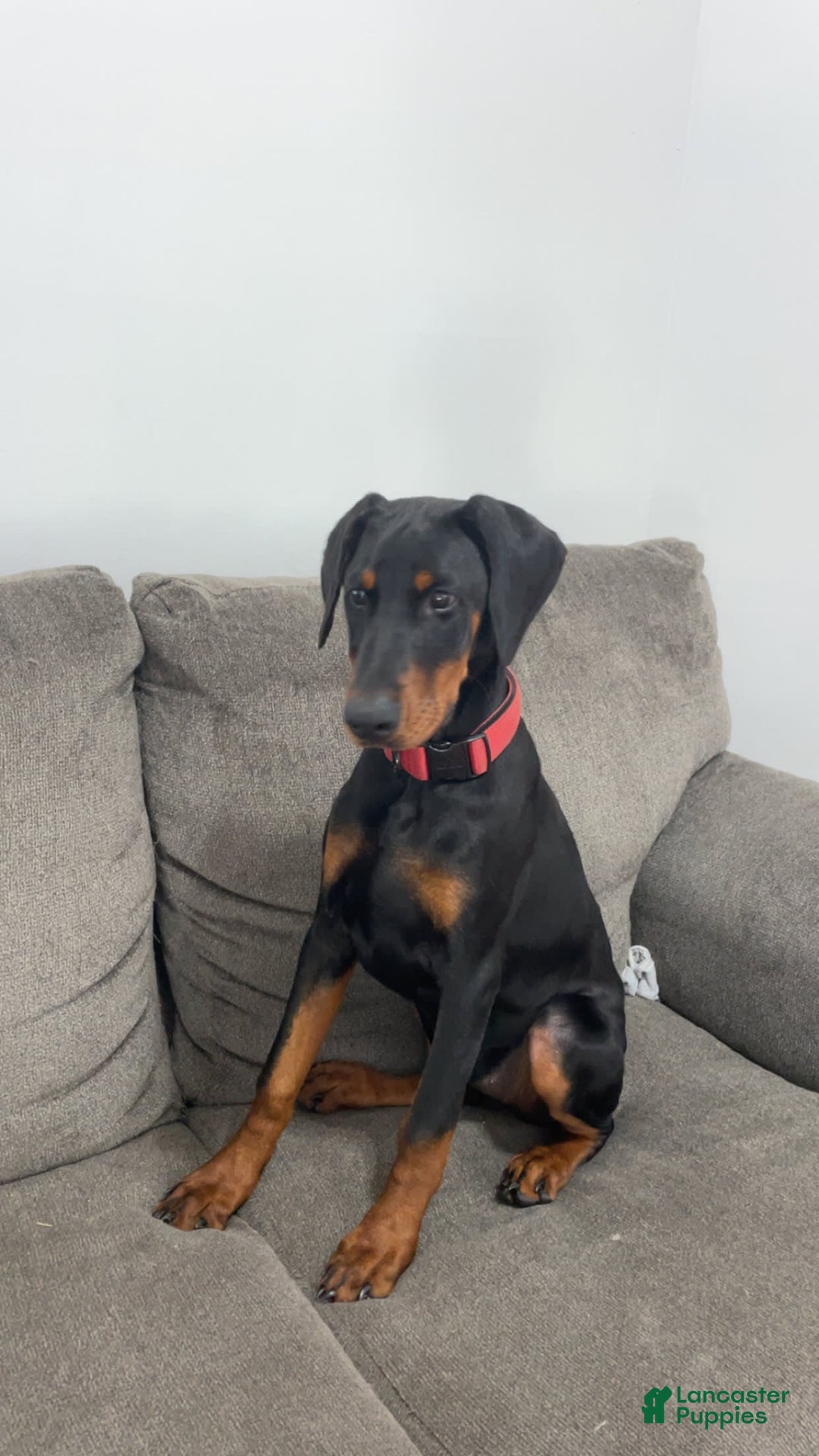 Doberman Pinscher dogs for sale: Freya - Image 1