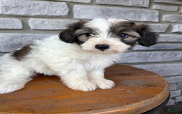 Teddy Bear dogs for sale: Elliott - Image 14