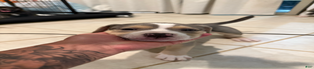 Cooper