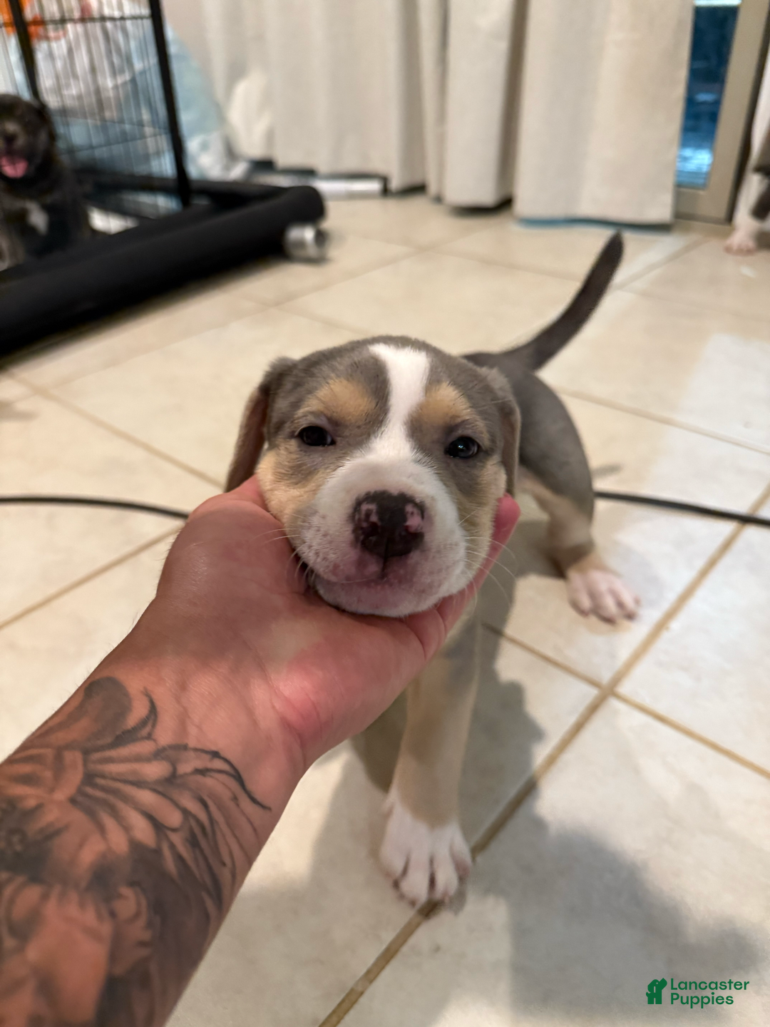 American Bully dogs for sale: Cooper - Image 2