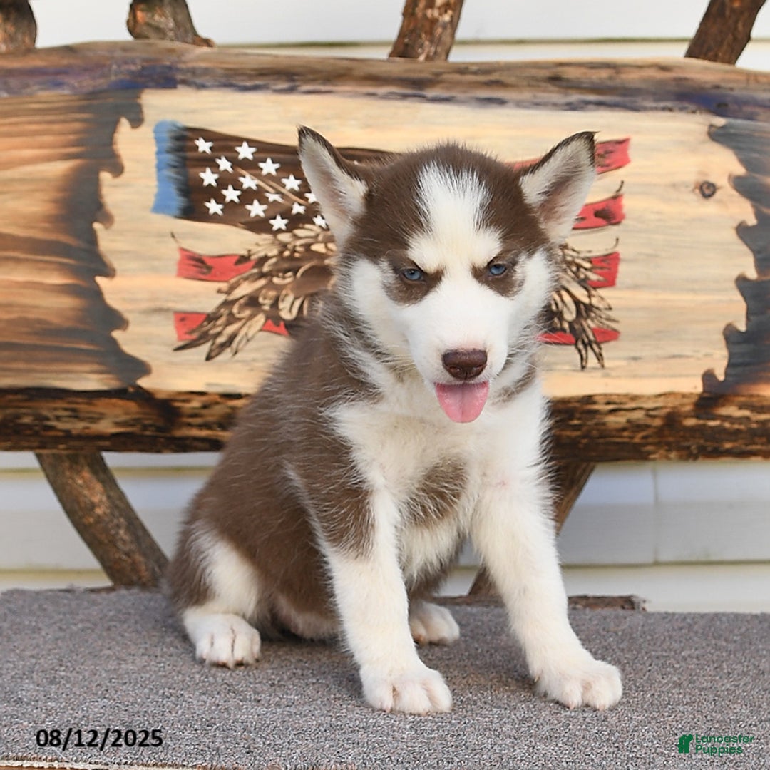 Siberian Husky dogs for sale: Robin - Image 3