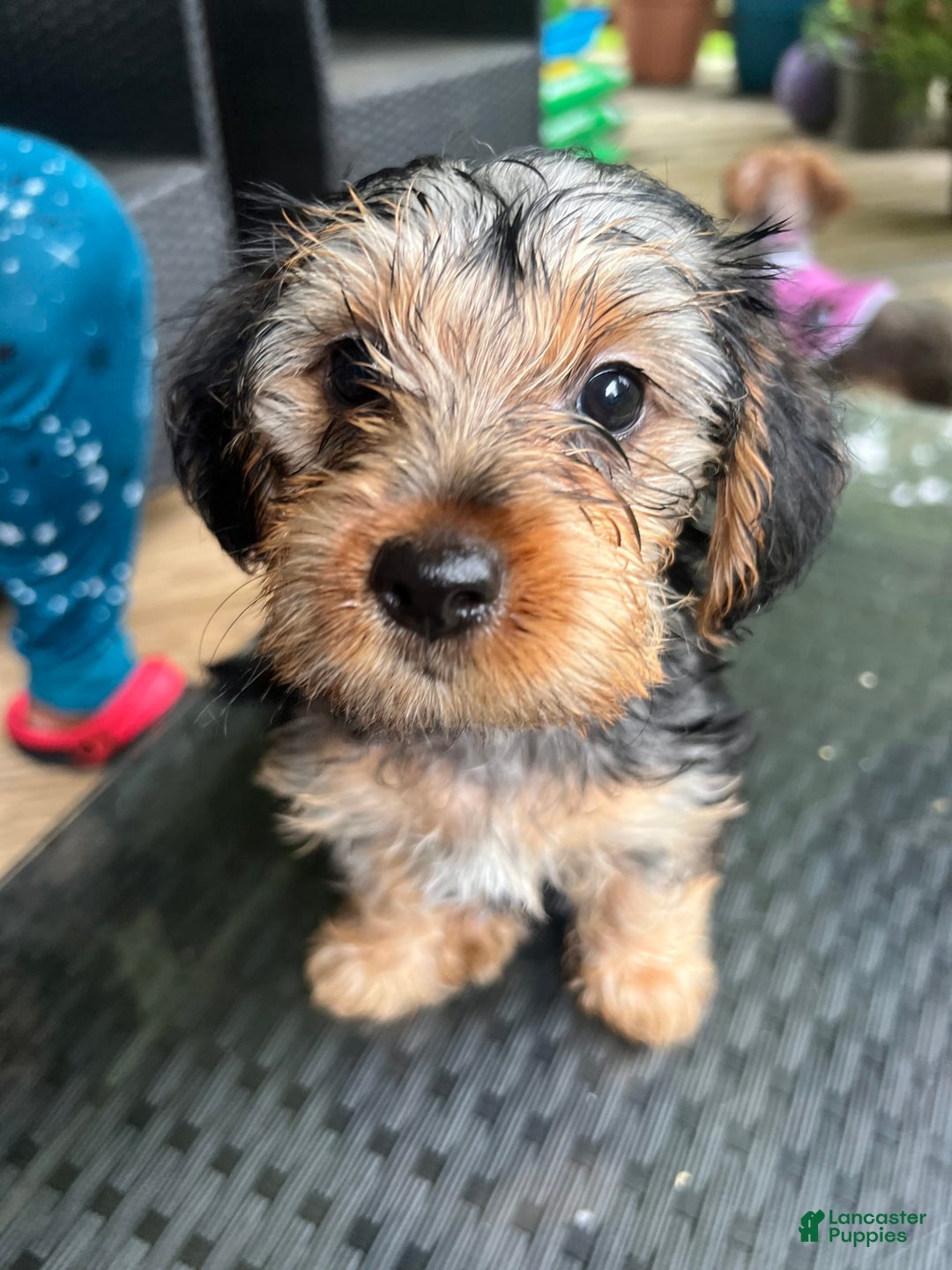 Yorkiepoo dogs for sale: Bailey - Image 2