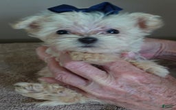 Maltipoo dogs for sale: Beans - Image 33