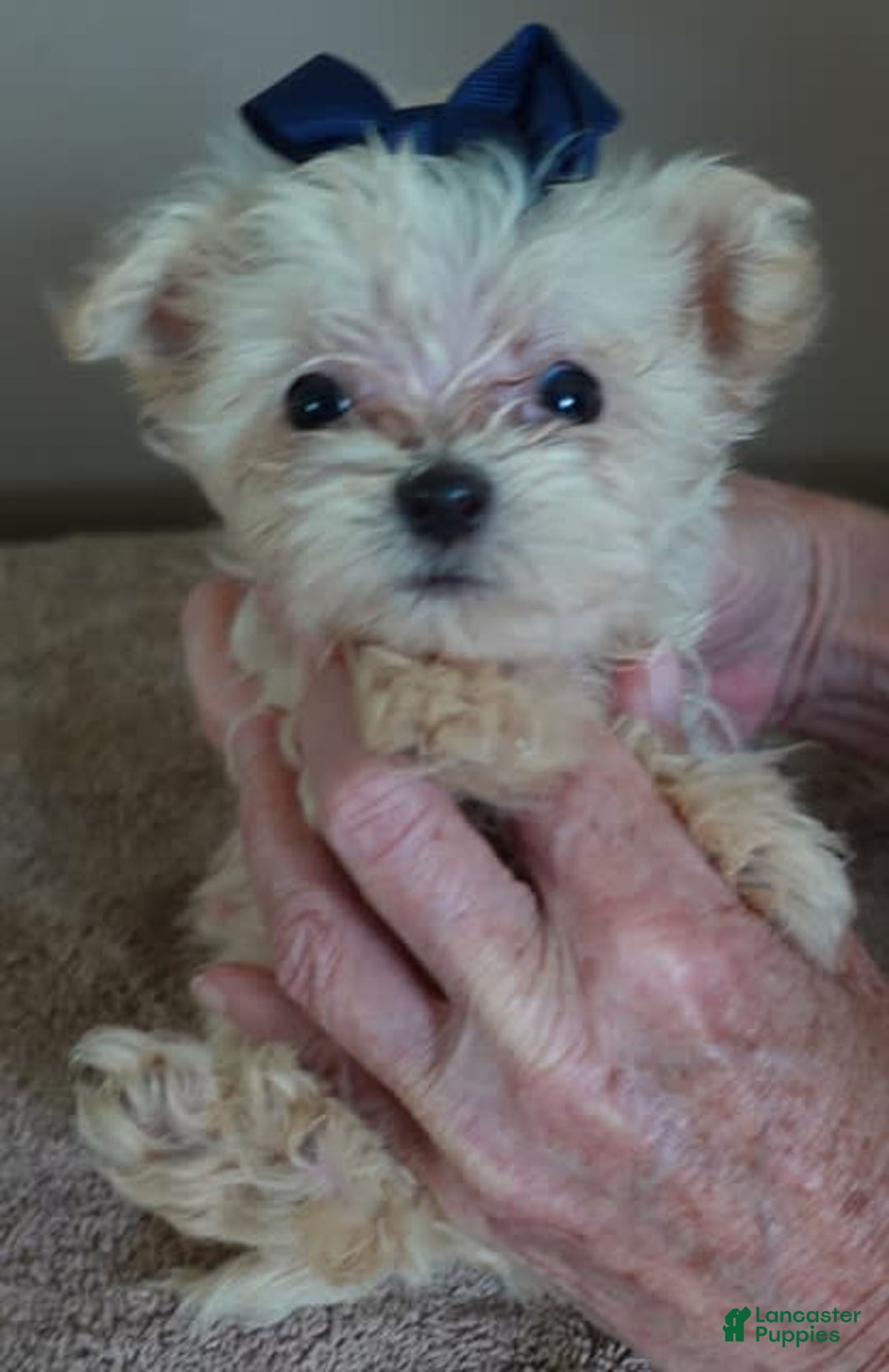 Maltipoo dogs for sale: Beans - Image 33