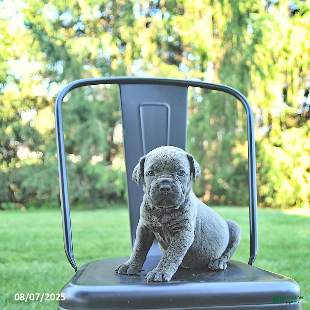 Cane Corso dogs for sale: Sapphire - Image 1