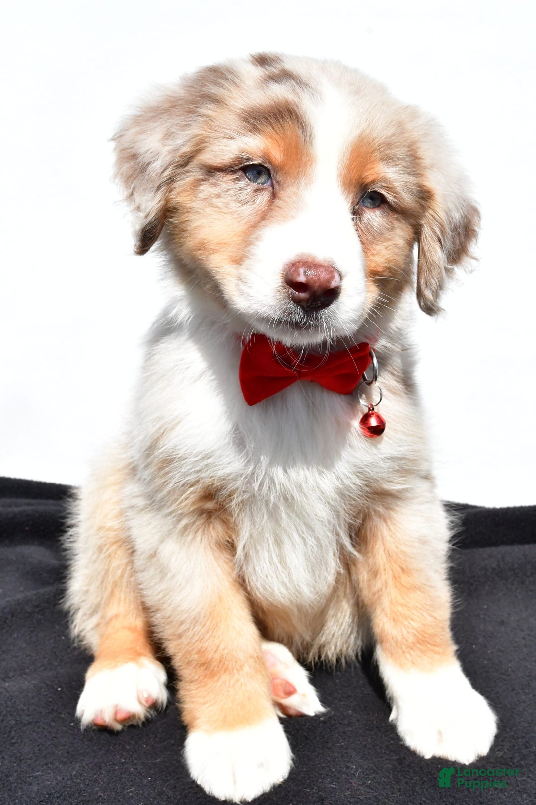 Australian Shepherd dogs for sale: Kobe - Image 6