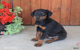 Doberman Pinscher dogs for sale: Duke - Image 3