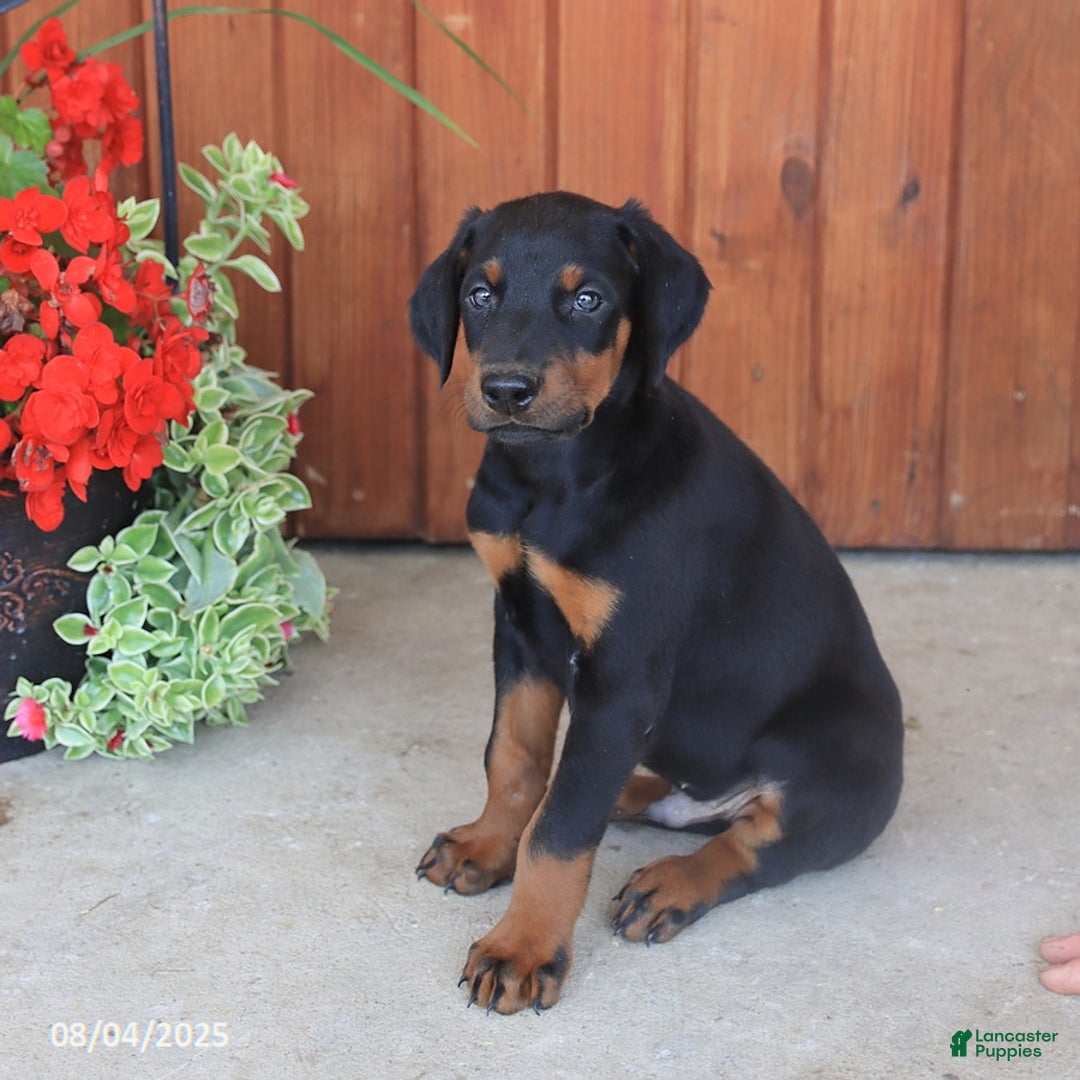 Doberman Pinscher dogs for sale: Duke - Image 3